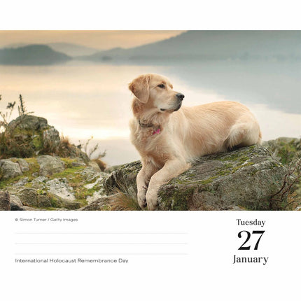 CarouselCalendars Golden Retriever Scheurkalender 2026 Boxed