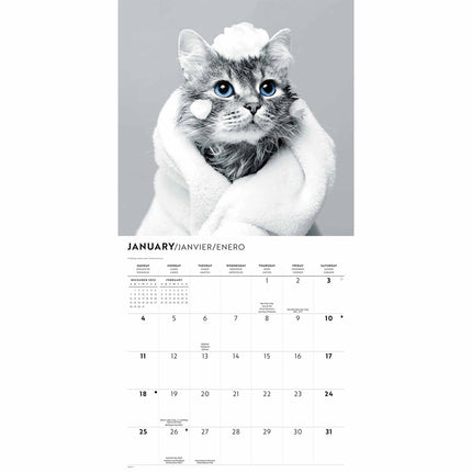 CarouselCalendars Katten Kalender 2026