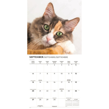 CarouselCalendars Katten Liefde Kalender 2026