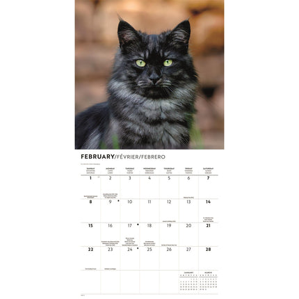CarouselCalendars Katten Liefde Kalender 2026