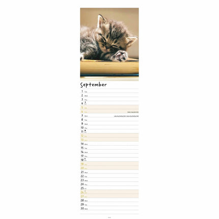CarouselCalendars Kittens Kalender 2026 Slimline