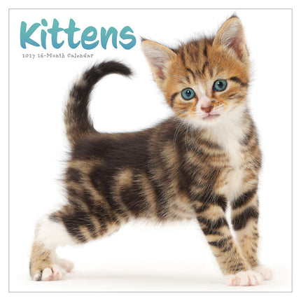 CarouselCalendars Kittens Kalender 2027