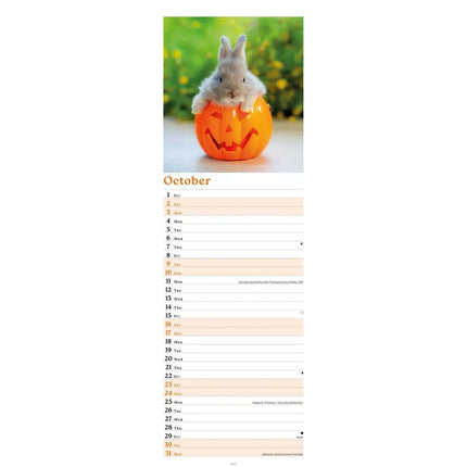 CarouselCalendars Konijnen Kalender Slimline 2027