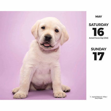 CarouselCalendars Labrador Retriever Scheurkalender 2026 Boxed