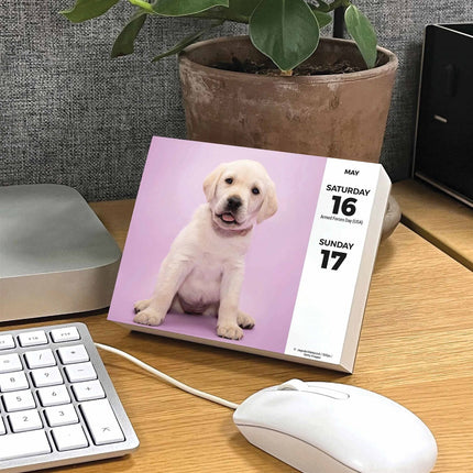 CarouselCalendars Labrador Retriever Scheurkalender 2026 Boxed
