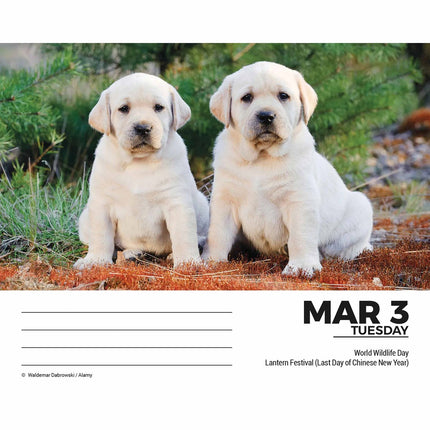 CarouselCalendars Labrador Retriever Scheurkalender 2026 Boxed