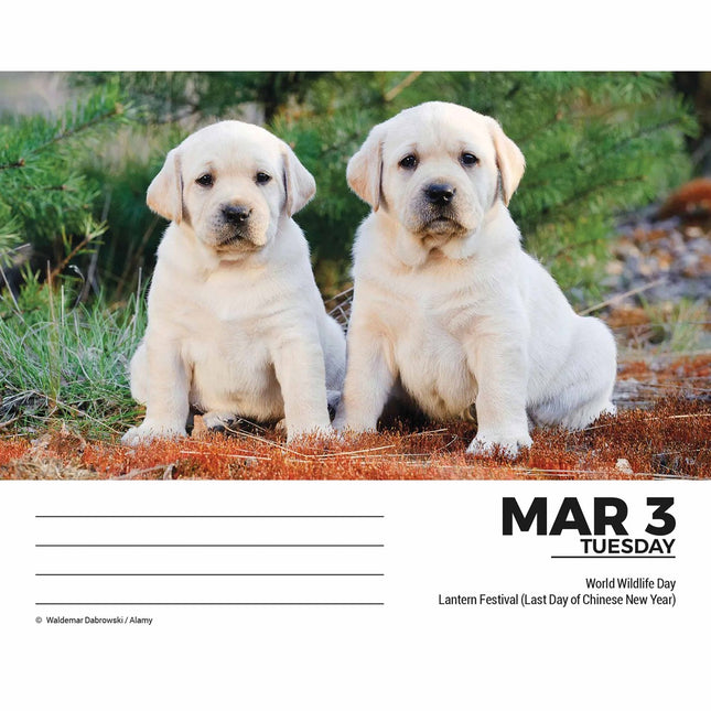 CarouselCalendars Labrador Retriever Scheurkalender 2026 Boxed