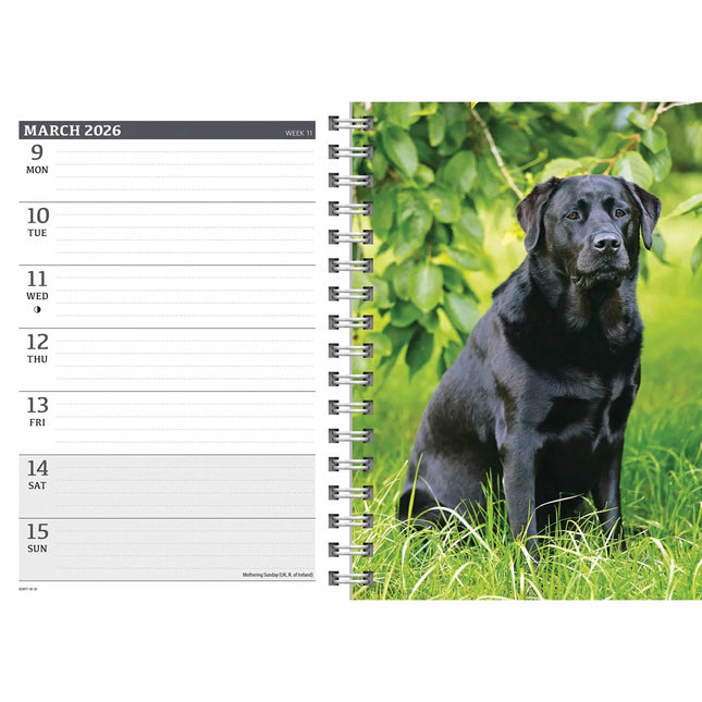CarouselCalendars Labrador Retriever Zwart A5 Agenda 2026