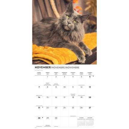 CarouselCalendars Maine Coon Kalender 2027