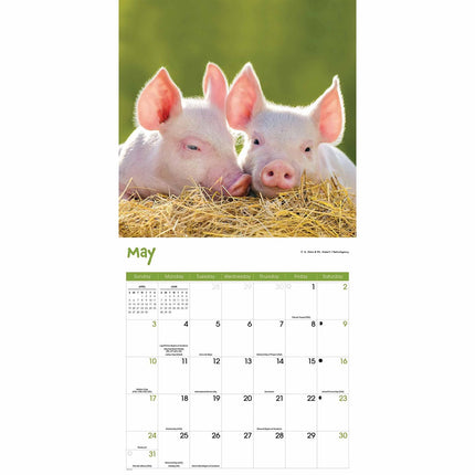 CarouselCalendars Mini Varkens Kalender 2026