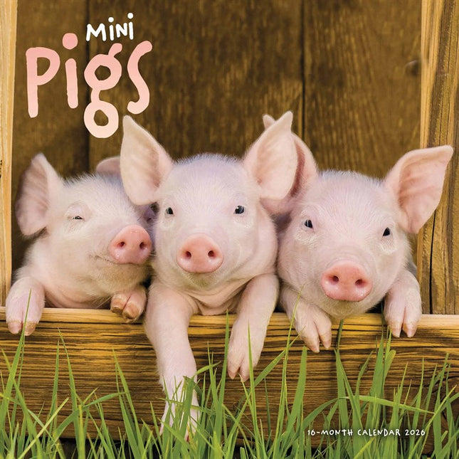 CarouselCalendars Mini Varkens Kalender 2026