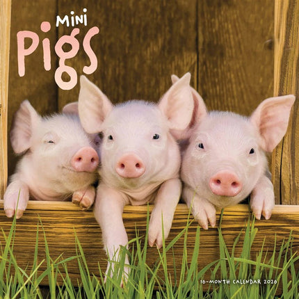 CarouselCalendars Mini Varkens Kalender 2026