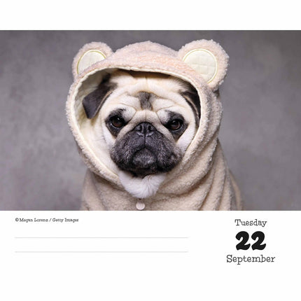 CarouselCalendars Mopshond Scheurkalender 2026 Boxed