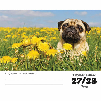 CarouselCalendars Mopshond Scheurkalender 2026 Boxed