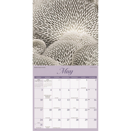 CarouselCalendars Natuur Wonderen Kalender 2026
