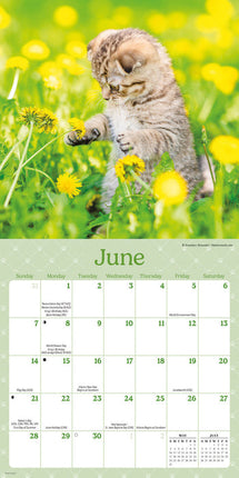 CarouselCalendars Nieuwsgierige Kittens Mini Kalender 2026