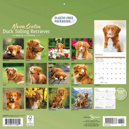 CarouselCalendars Nova Scotia Duck Tolling Retriever Kalender 2026