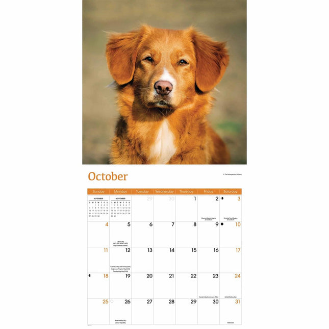 CarouselCalendars Nova Scotia Duck Tolling Retriever Kalender 2026 Kalender 2026