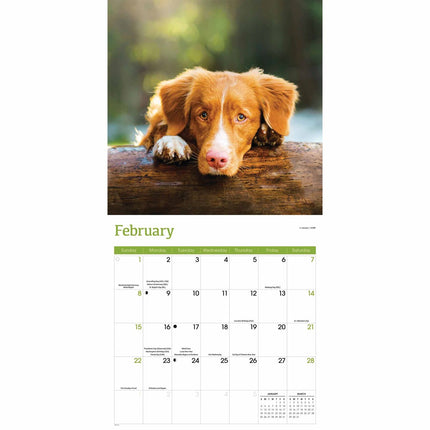 CarouselCalendars Nova Scotia Duck Tolling Retriever Kalender 2026 Kalender 2026