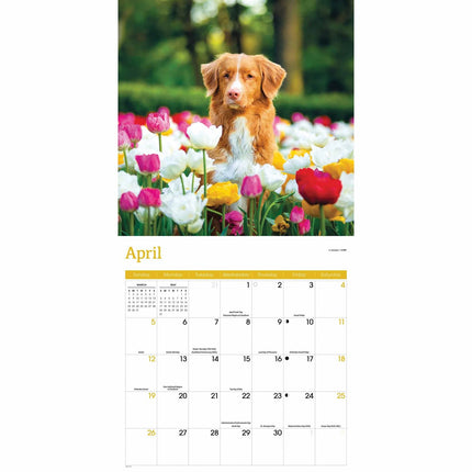 CarouselCalendars Nova Scotia Duck Tolling Retriever Kalender 2026 Kalender 2026
