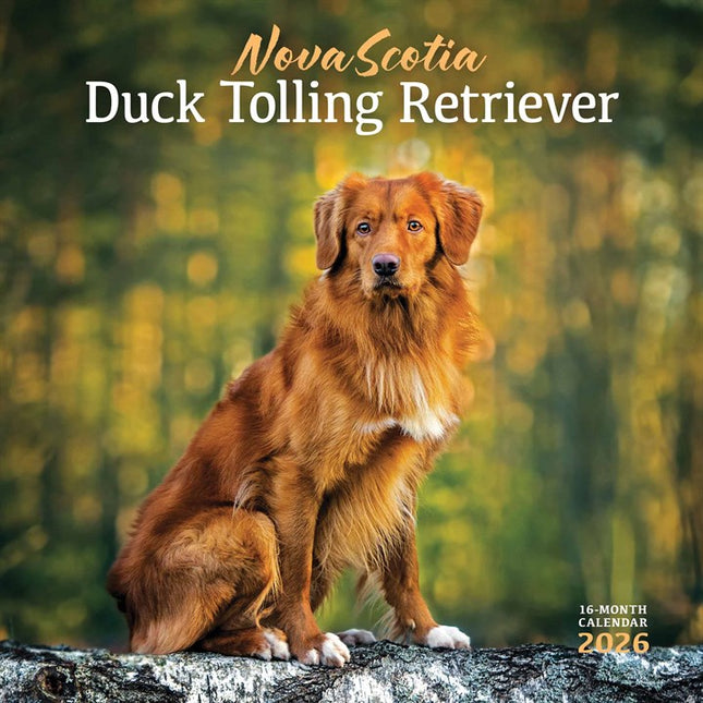 CarouselCalendars Nova Scotia Duck Tolling Retriever Kalender 2026 Kalender 2026