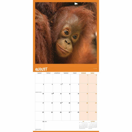 CarouselCalendars Orang-oetan Kalender 2026