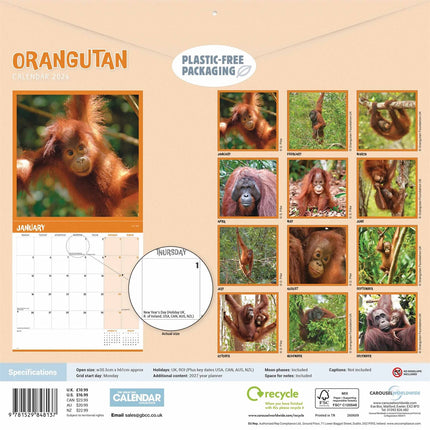 CarouselCalendars Orang-oetan Kalender 2026