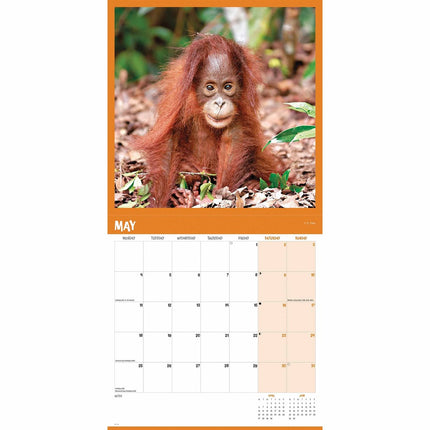 CarouselCalendars Orang-oetan Kalender 2026