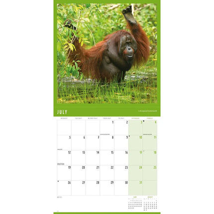 CarouselCalendars Orang-oetan Kalender 2027