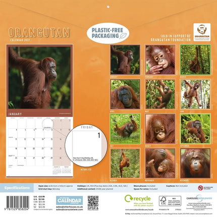 CarouselCalendars Orang-oetan Kalender 2027