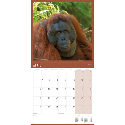 CarouselCalendars Orang-oetan Kalender 2027