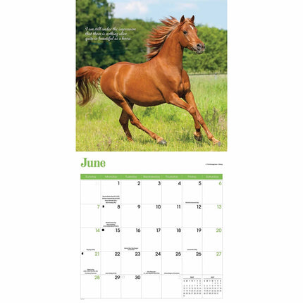 CarouselCalendars Paarden Kalender 2026