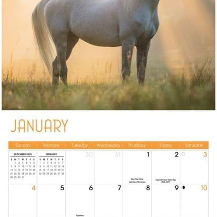 CarouselCalendars Paarden Kalender 2026