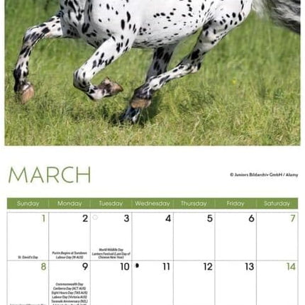 CarouselCalendars Paarden Kalender 2026 Mini