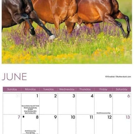 CarouselCalendars Paarden Kalender 2026 Mini