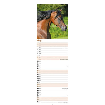 CarouselCalendars Paarden Kalender 2027 Slimline