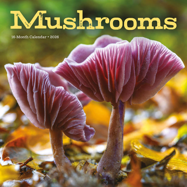 CarouselCalendars Paddenstoelen Kalender 2026