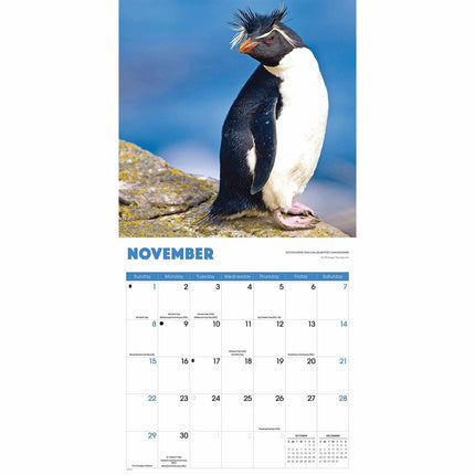 CarouselCalendars Pinguïns Kalender 2026