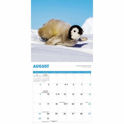 CarouselCalendars Pinguïns Kalender 2026