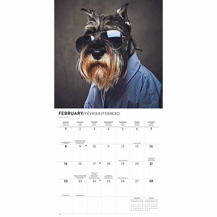 CarouselCalendars Proper Puppies Kalender 2026