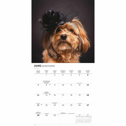 CarouselCalendars Proper Puppies Kalender 2026