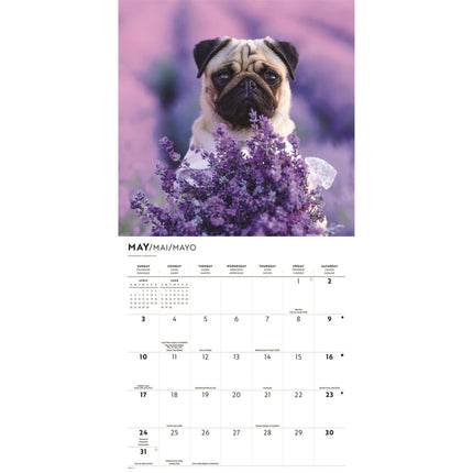 CarouselCalendars Puppie Liefde Kalender 2026