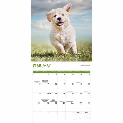 CarouselCalendars Puppies Kalender 2026