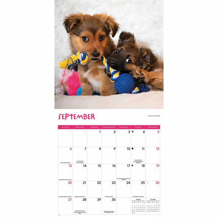 CarouselCalendars Puppies Kalender 2026