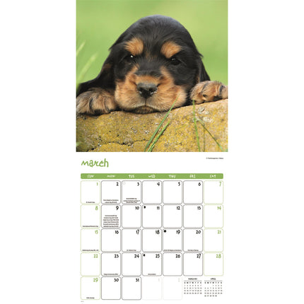 CarouselCalendars Puppies Kalender 2026
