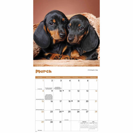CarouselCalendars Puppies Mini Kalender 2026