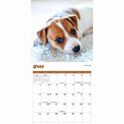 CarouselCalendars Puppies Mini Kalender 2026