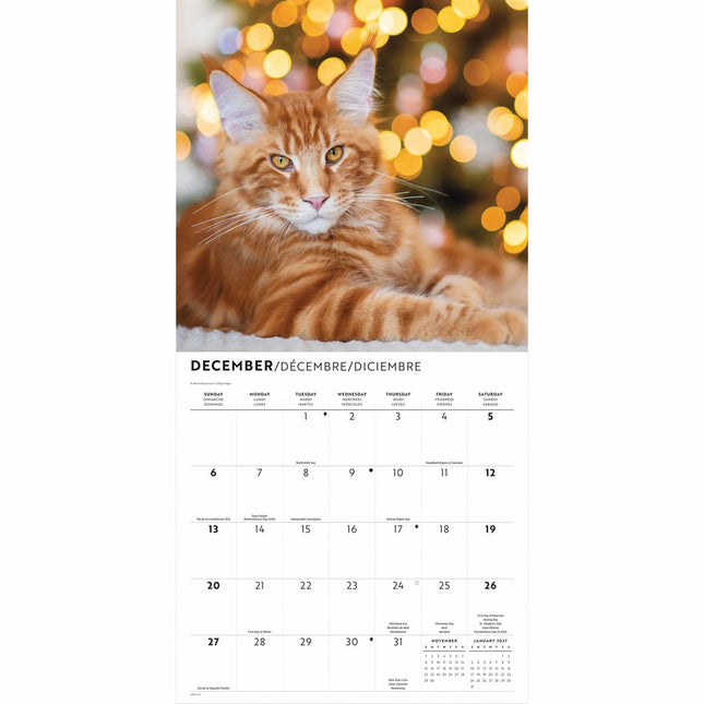 CarouselCalendars Rode Katten Kalender 2026