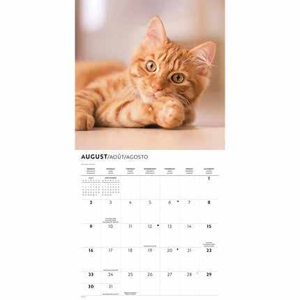 CarouselCalendars Rode Katten Kalender 2026