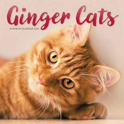CarouselCalendars Rode Katten Kalender 2026